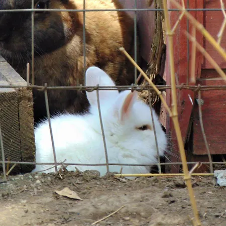 Oda ve Kahvaltı Casale Rurale San Marco Evangelista