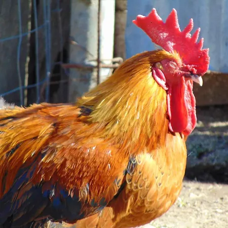 Casale Rurale Oda ve Kahvaltı San Marco Evangelista