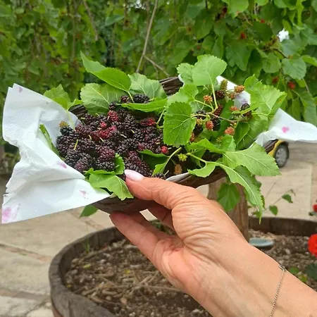 Oda ve Kahvaltı Casale Rurale 3*